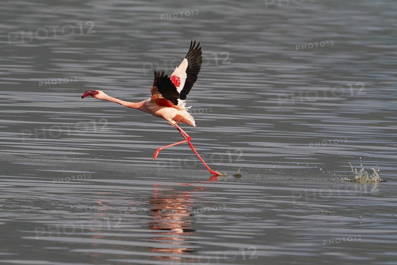 Lesser Flamingo (Phoeniconaias minor) taking flight, Lake Bogoria, Kenya