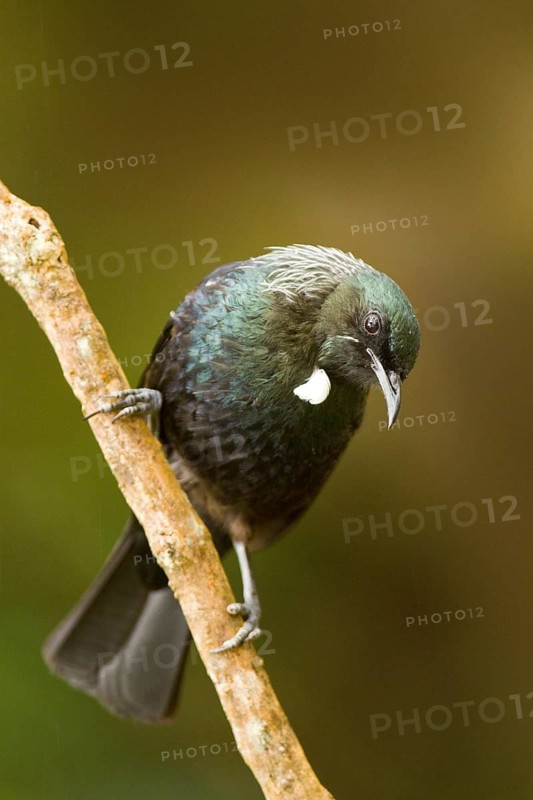 Tui (Prosthemadera novaeseelandiae), Auckland Island, New Zealand