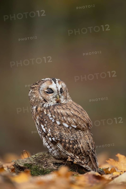 Tawny owl (Strix aluco) adult bird sleeping on fallen tree leaves in a woodland in autumn, England, United Kingdom