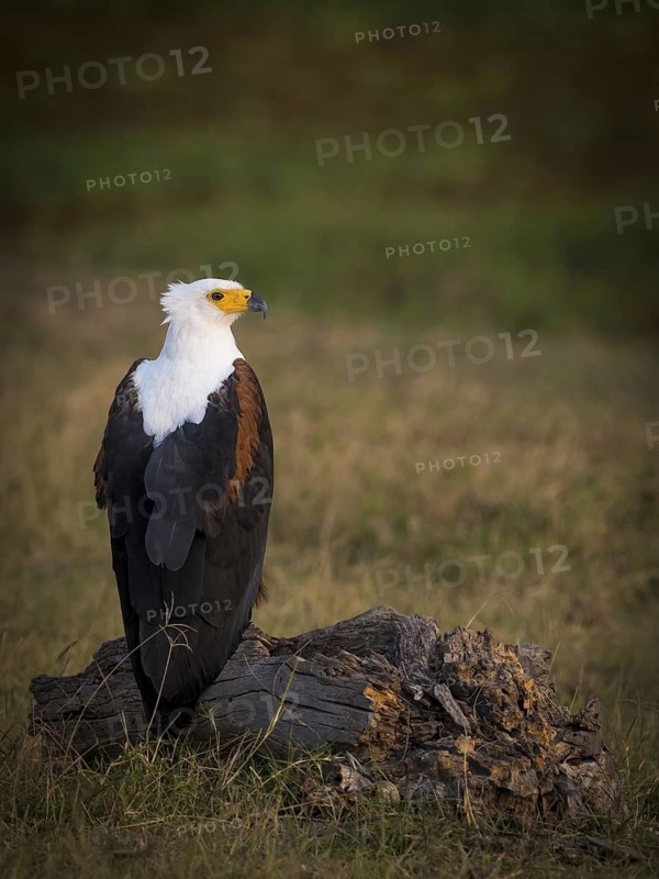 African Fish Eagle (Haliaeetus vocifer), Kenya