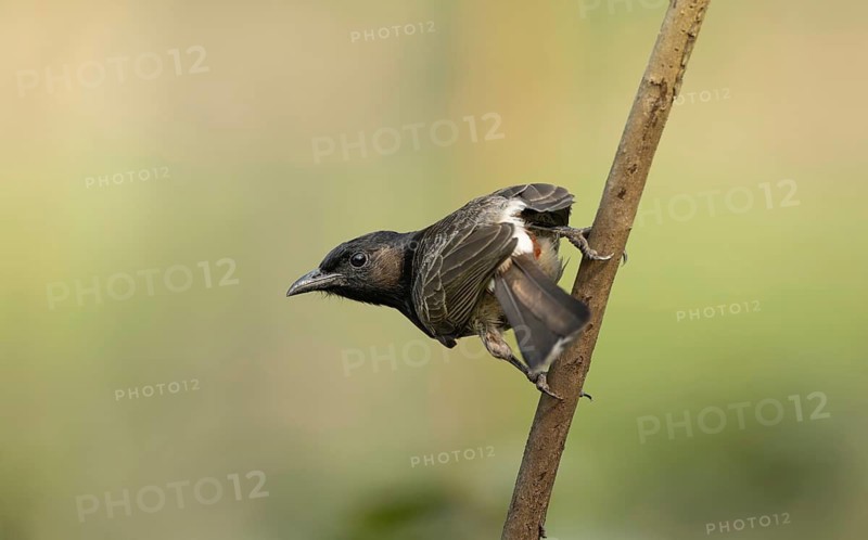 A Red-vented Bulbul (Pycnonotus cafer), Sreepur, Gazipur, Bangladesh