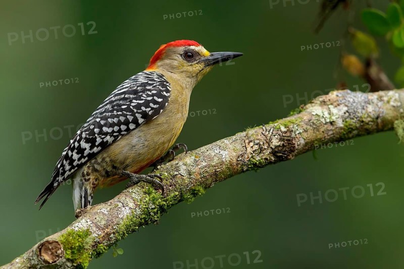 Red-crowned Woodpecker (Melanerpes rubricapillus) perched on a branch in the Andes Mountains of Colombia