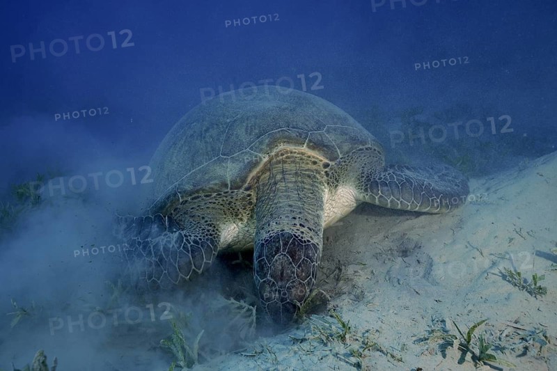 A Green turtle (Chelonia mydas) grazing in a calm seagrass landscape. Dive site Marsa Shona Reef, Egypt, Red Sea