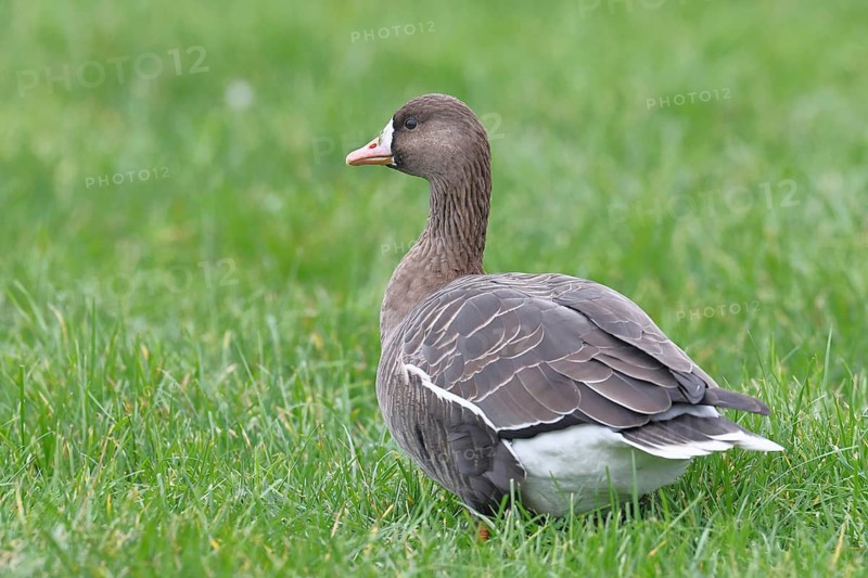 White-fronted goose (Anser albifrons), standing in a meadow in the wintering area, wildlife, Bislicher Insel nature reserve, Xanten, Lower Rhine, North Rhine-Westphalia, Germany