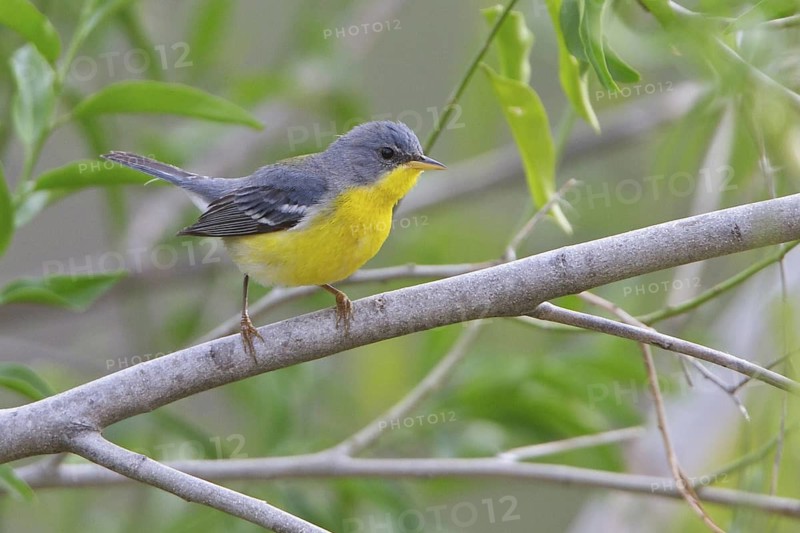 Tropical Parula (Parula pitiayumi) perched on a branch in Bolivia, South America