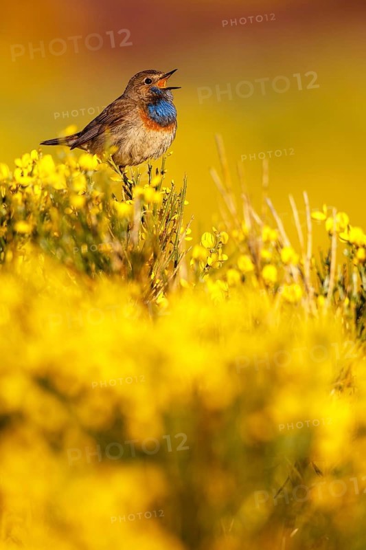 Bluethroat (Luscinia svecica cyanecula) male singing, Castile, Spain