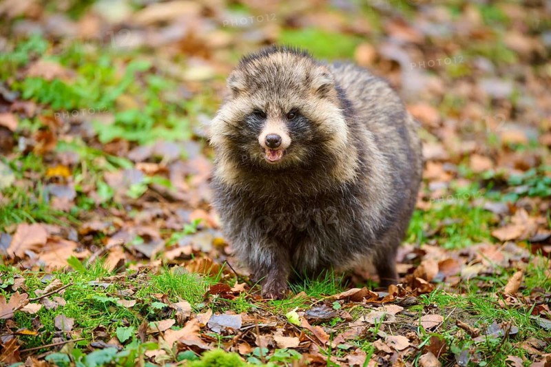 A curious looking raccoon dog between colourful autumn leaves in the forest, raccoon dog (Nyctereutes procyonoides), Hesse, Germany