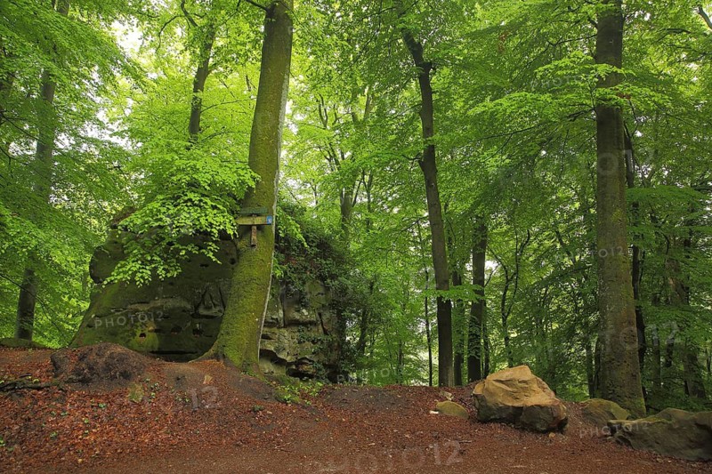 Devil's Gorge, rock formation in the forest, nature photography, Irrel, Südeifel, Eifel, Rhineland-Palatinate, Germany