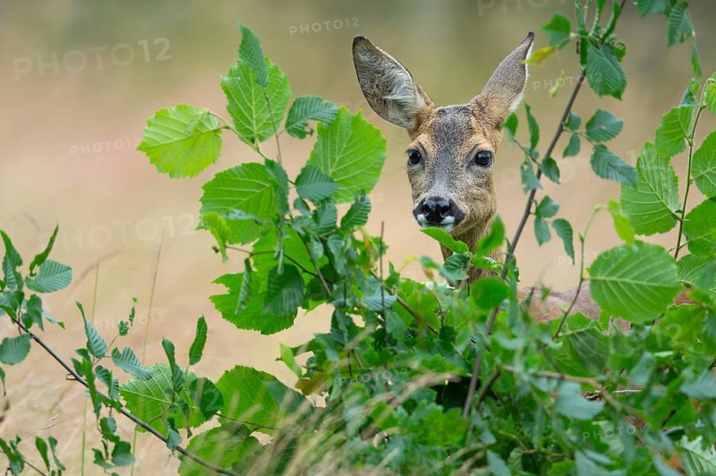 Female roe deer (Capreolus capreolus) in a meadow, grazing on a leaf, feeding, browsing, Vechta, Lower Saxony, Germany