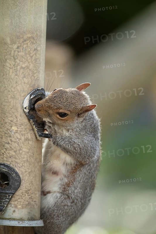 Grey squirrel (Sciurus carolinensis) adult animal feeding from a garden bird seed feeder, Suffolk, England, United Kingdom
