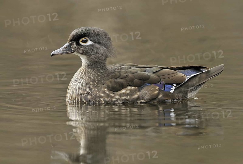 Wood Duck (Aix sponsa) female, British Columbia, Canada