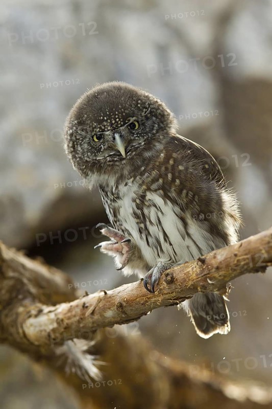 Eurasian Pygmy Owl (Glaucidium passerinum) male, Bavaria, Germany