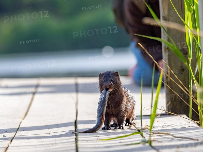 A mink with prey fish in its mouth