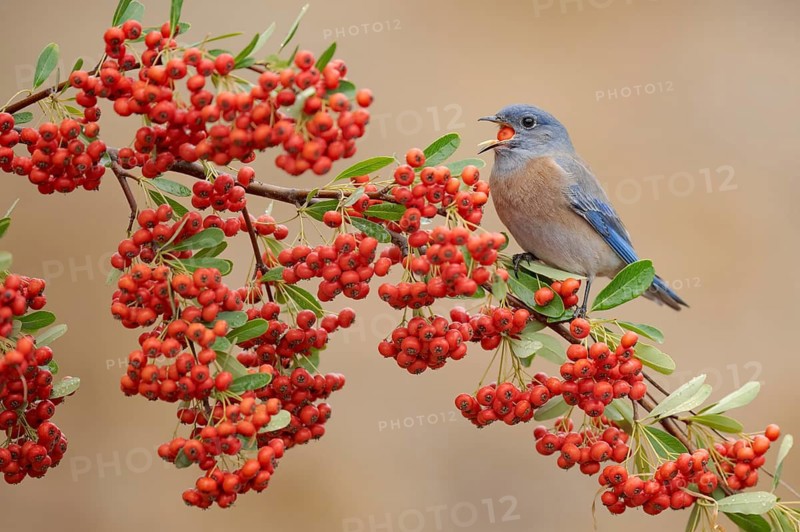 Western Bluebird (Sialia mexicana) feeding on red berries, California, USA