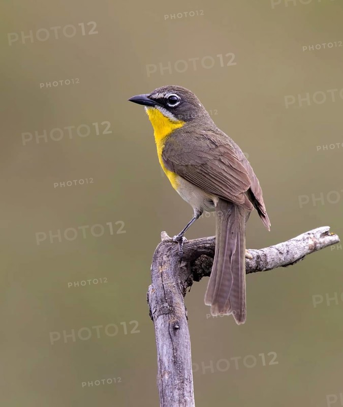 Yellow-breasted Chat, Icteria virens, perched at Bever Creek, Saskatchewan