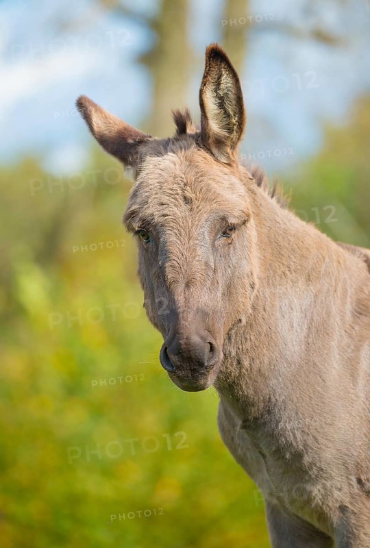 Donkey (Equus asinus asinus) or domestic donkey, completely grey coloured variant with eel line and shoulder cross, portrait, portrait, green, blurred background with trees, close-up in nature, one ear pointed, one ear turned to the side, looking into the camera, sunny day with blue sky in summer, district Heidekreis, Allertal, Lower Saxony, Germany