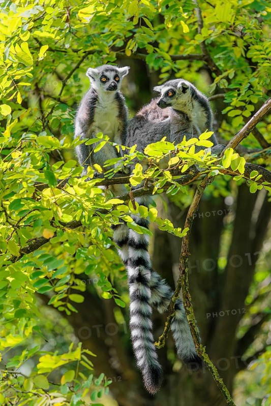 Two ring-tailed lemurs (Lemur catta) sit high up in a tree on a branch between fresh green leaves and play with each other or preen themselves or look around