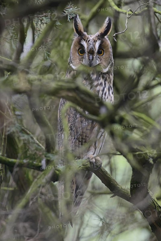 Long-eared Owl (Asio otus), Thuringia, Germany