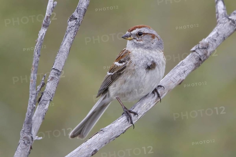 American Tree Sparrow (Spizelloides arborea), Manitoba, Canada