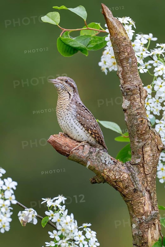 Eurasian wryneck (Jynx torquilia), Limbach, Burgenland, Austria