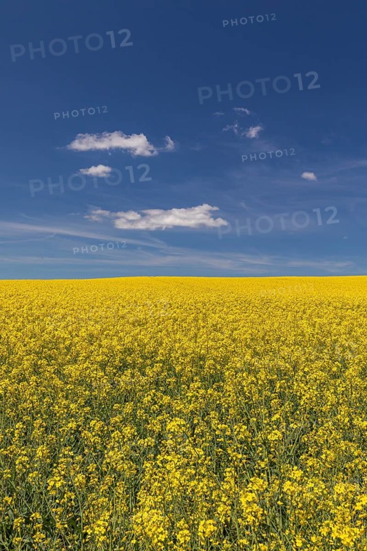 Flowering field of Rapeseed (Brassica napus) on a sunny day with blue sky and some white clouds