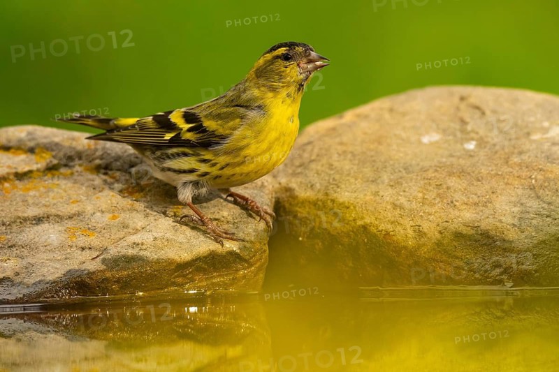 A vibrant European siskin, Spinus spinus, perched on a moss-covered rock beside a reflective serene pond, showcasing its yellow and black plumage