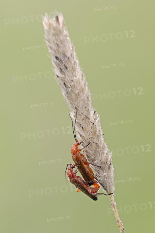Common red soldier beetle (Rhagonycha fulva), copulating pair, North Rhine-Westphalia, Germany