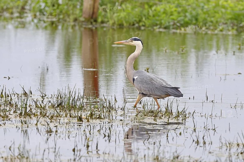 Grey heron (Ardea cinerea), standing in the shallow water of a moor, Ochsenmoor, Dümmer See, Hüde, Lower Saxony, Germany