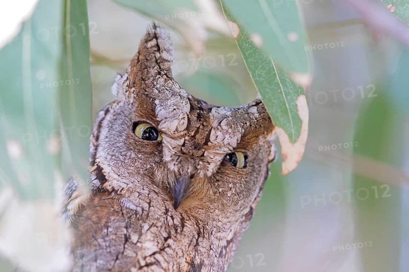 Zwergohreule, Otus scops, Common Scops-Owl, Common Scops-owl, Eurasian Scops Owl, Eurasian Scops-Owl, Eurasian Scops-owl, European Scops-Owl, Scops Owl, Hibou petit-duc, Petit-duc scops, Autillo europeo