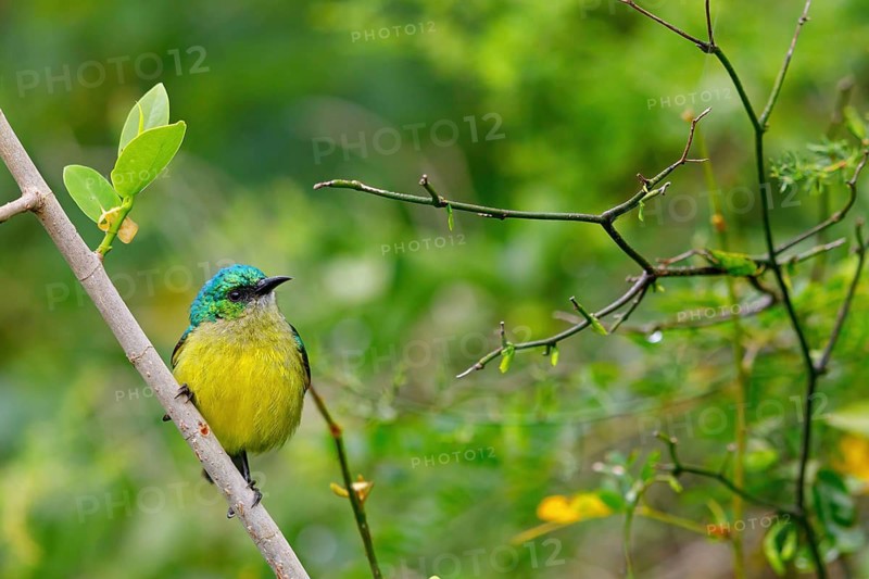 Forest Sunbird, (Anthodiaeta collaris), (Anthreptes collaris), animals, birds, perching, honey suckers, Africa, iSimangaliso Wetland Park, St. Lucia, KwaZulu-Natal, South Africa