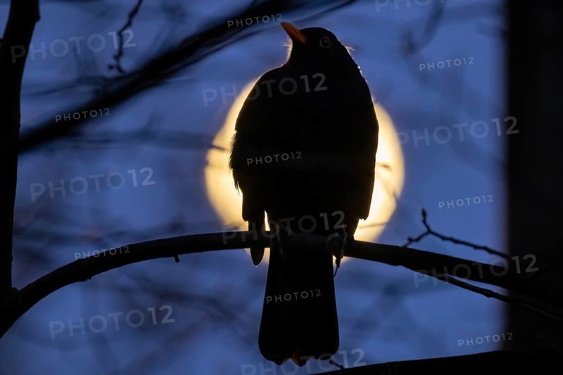 A bird sits on a branch in a tree while the full moon passes by behind it. The full moon in March is also called a worm moon because it reminds that the frost is giving way and the soil begins to live again, Frankfurt am Main, Hesse, Germany