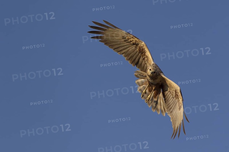 Eastern Marsh Harrier (Circus spilonotus) young female flying, Dornod-Aimag, Mongolia