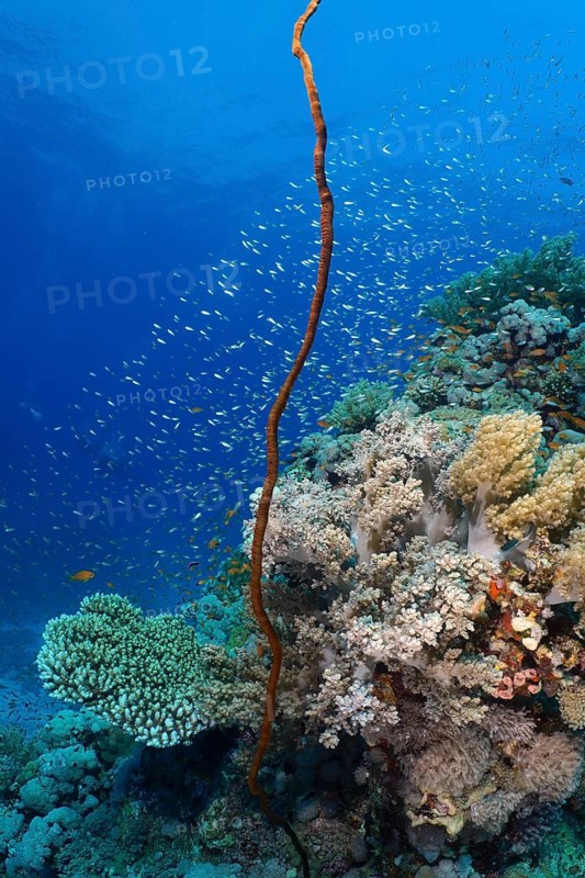 A coral reef with Wire Coral (Cirrhipathes anguina) and many small fish in clear blue water. Dive site Erg Monica, El Quesir, Red Sea, Egypt