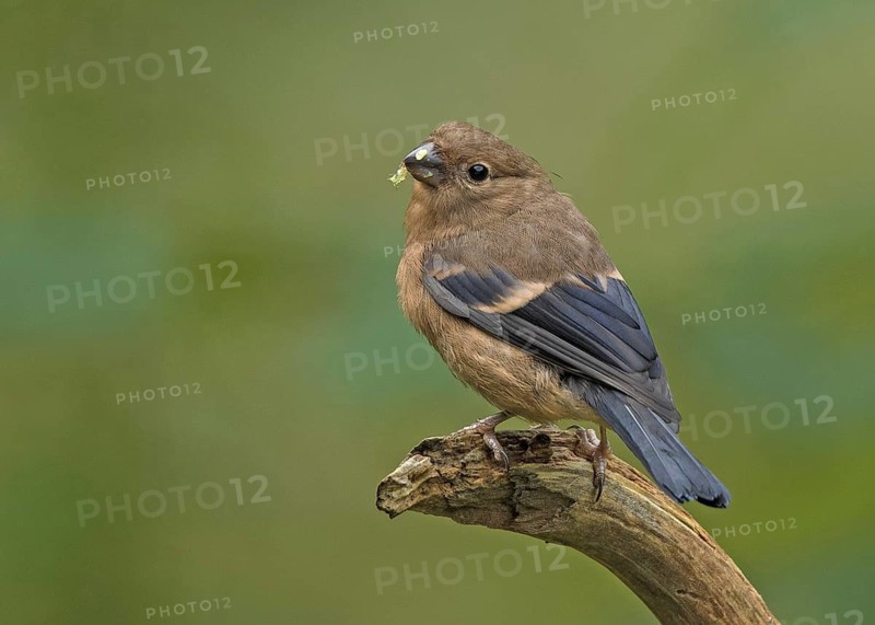 Eurasian Bullfinch (Pyrrhula pyrrhula) juvenile perched on a branch, Wales, Großbritannien