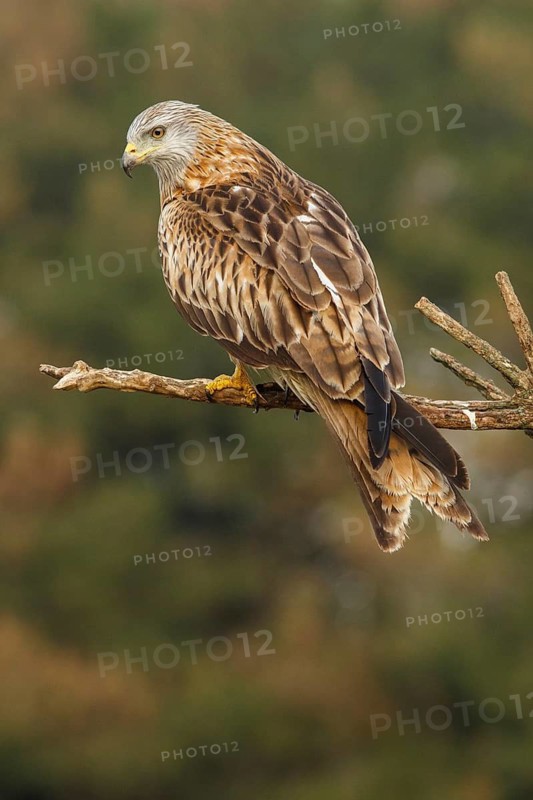 Red Kite (Milvus milvus), perched on a branch, Catile and Leon, Spain