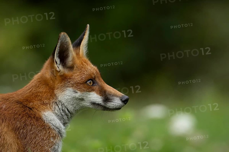 Red fox (Vulpes vulpes) adult animal head portrait, England, United Kingdom