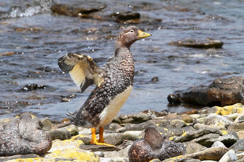 Fuegian Steamer Duck (Tachyeres pteneres) flapping wings, Tierra del Fuego, Argentina
