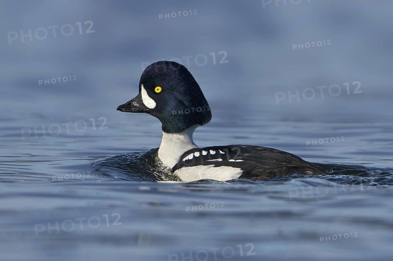 Barrow's Goldeneye (Bucephala islandica) male, British Columbia, Canada