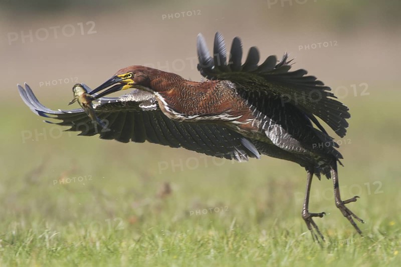 A Rufescent Tiger Heron flying with it's catch of a catfish