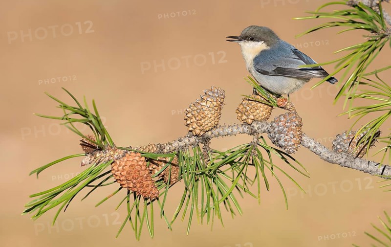 White-breasted Nuthatch (Sitta carolinensis) perched on a conifer branch, Colorado, USA