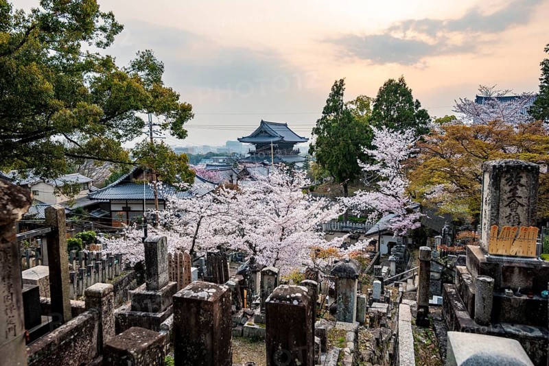 Cemetery and cherry blossom at sunset, Konkai-Komyoji Temple, Kurodanicho, Kyoto, Japan