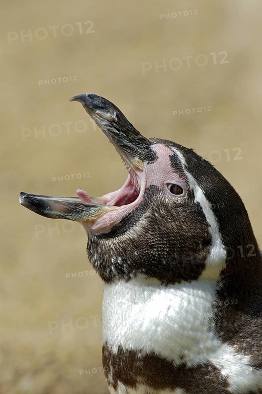 Humboldtpinguin (Spheniscus humboldti), Portrait, gaehnt, captive, Zoo/Gehege, NRW, Deutschland