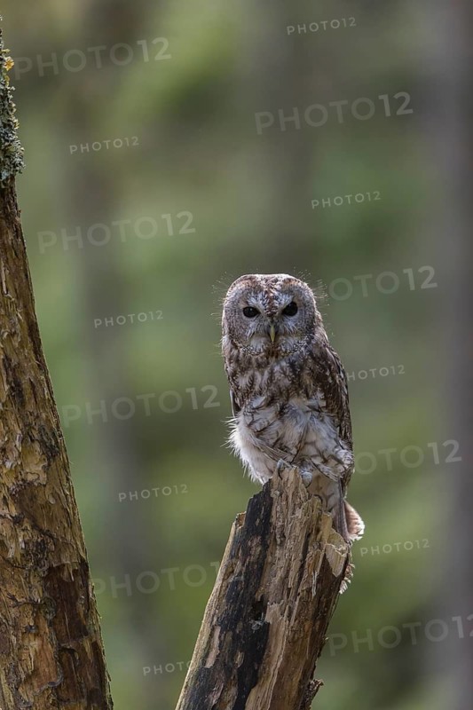 One tawny owl or brown owl (Strix aluco) sitting on a dead tree in the bavarian forest. Green vegetation around