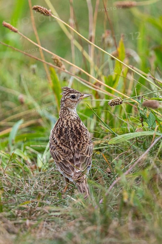 Eurasian Skylark (Alauda arvensis) on a meadow, Bavaria, Germany