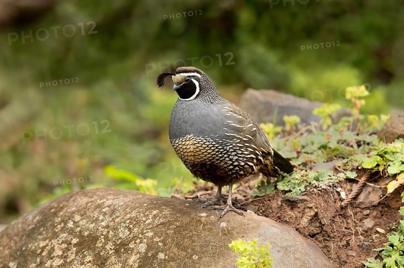 California Quail (Callipepla californica) male perched on the ground, Norfolk Island, Australia