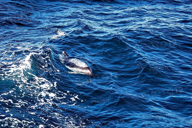 A dolphin swims through the deep blue sea, The Clymene dolphin (Stenella clymene) near Puerto Madryn in Argentina