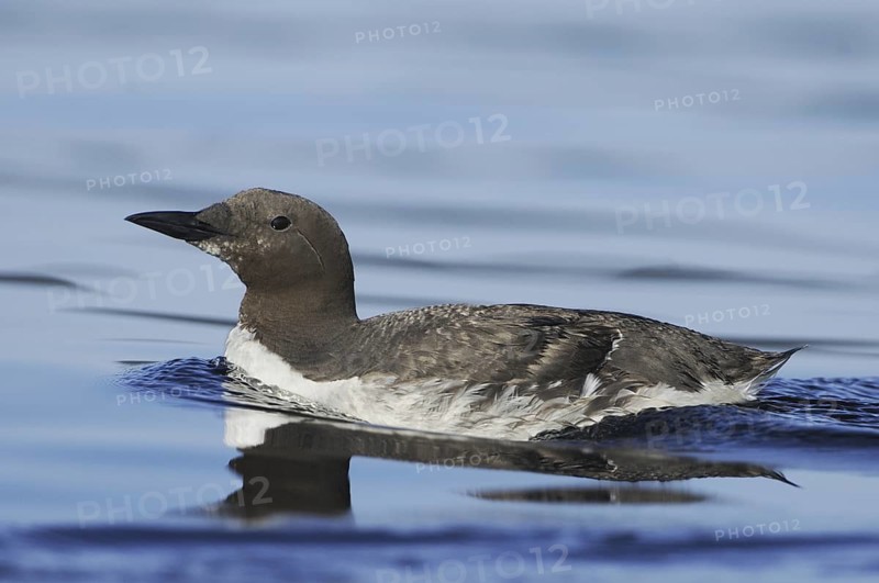 Common Murre (Uria aalge), British Columbia, Canada