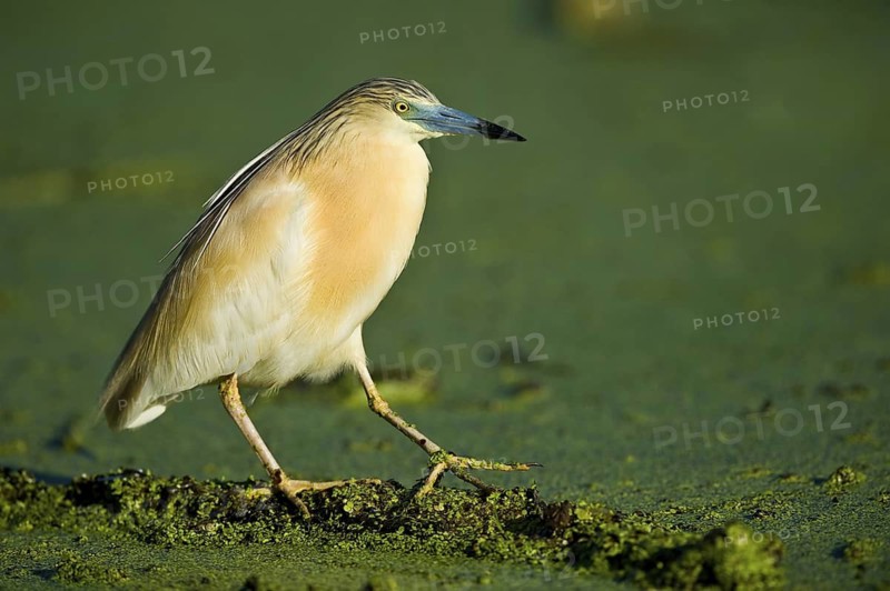 Rallenreiher (Ardeola ralloides) Sqacco Heron