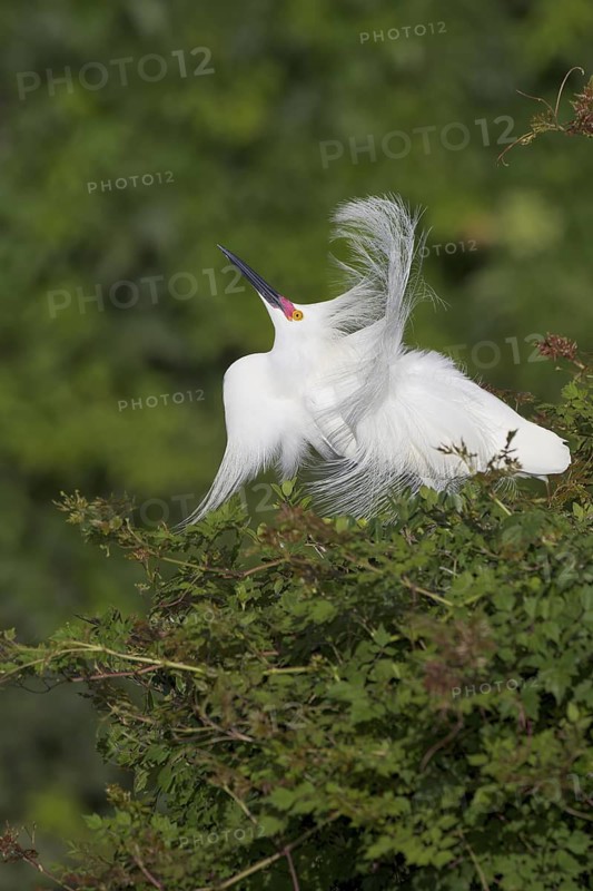 Snowy Egret (Egretta thula) displaying, Florida, USA