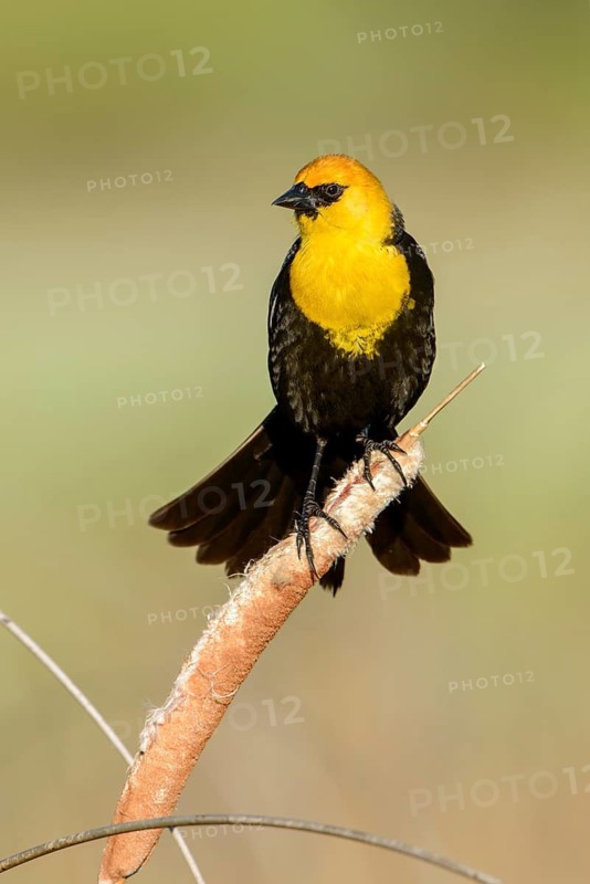 Yellow-headed Blackbird (Xanthocephalus xanthocephalus) male, British Columbia, Canada